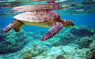 Картинка черепаха, под водой, морское дно