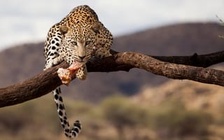 Картинка дикая природа, Леопард, намибия