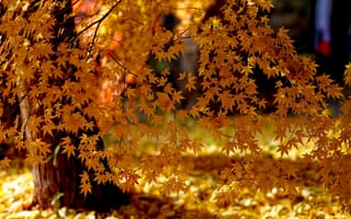 Картинка Осень, Ветки, Много, Клён, Листья