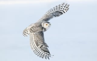 Картинка снежная сова, пышные крылья, оранжевые глаза
