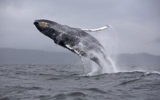 Картинка прыжок, кит, морские просторы
