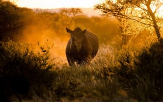 Картинка природа, Африка, носорог, закат, солнце, by craig pitchers, свет