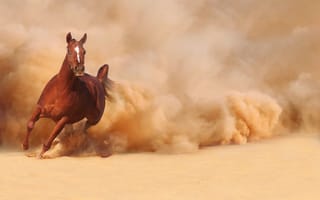 Картинка бежит, Лошадь, бег, песок, пыль, конь