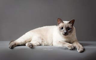 Обои кошка, тайская кошка, глаза, серый фон, Тайский кот, кот