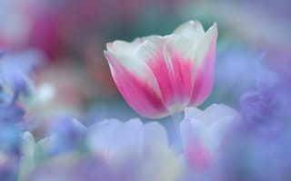 Картинка Тюльпан, цветок, цветы, нежность, белый, розовый, весна