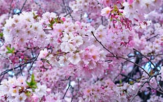 Картинка сакура, розовый, весна, дерево, вишня