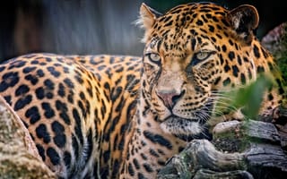 Картинка хищник, взгляд, Леопард