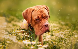 Картинка собака, бордоский дог, цветы, ромашки, дог, трава, животное, пёс, природа