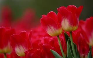 Обои природа, цветы, весна, тюльпаны