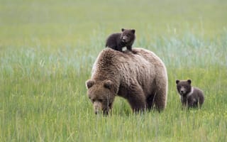 Картинка животные, медведи