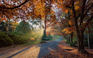 Картинка дорога, Осень, Блэкхит, лучи солнца, Голубые горы, деревья, Derek Zhang