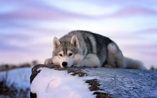 Картинка животное, снег, зима, камень, собака, хаски, пёс
