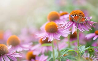 Картинка Jacky Parker, цветы, бабочка, лето, эхинацея, павлиний глаз, природа, макро