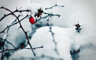Картинка Ветки, колючки, ягода, снег, шиповник, лед