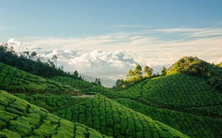 Картинка природа, чай, облака, плантация, Индия, пейзаж, небо, холмы