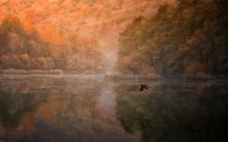 Картинка озеро, утка, природа, летит, деревья, осень