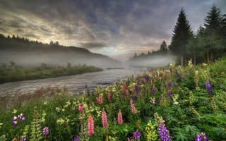 Картинка Норвегия, деревья, туман, река, холмы, пейзаж, природа, цветы