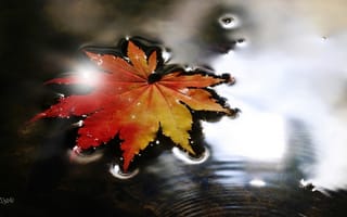 Картинка клён, лист, осень