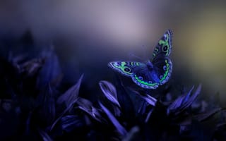 Картинка Eleonora Di Primo, бабочка, макро, листья