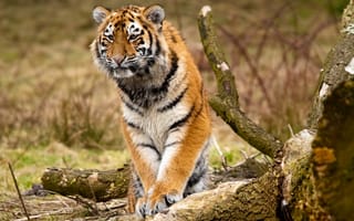 Картинка животные, природа, сибирские тигры, Дикие кошки