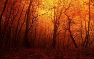 Картинка Лес, Закат, Осень, Деревья, Красный