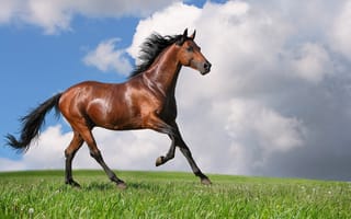 Картинка конь, гнедой, Лошадь