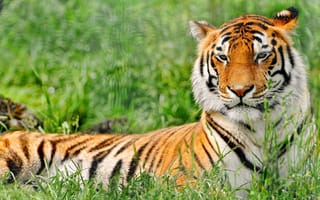 Обои трава, отдых, Тигр