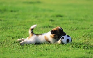Картинка Собака, газон, щенок, мячик, играет, трава