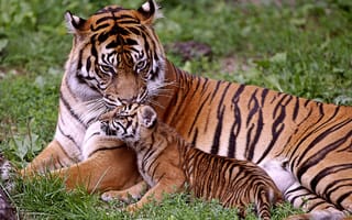 Картинка малыш, мама, тигрёнок, тигры, Тигрица
