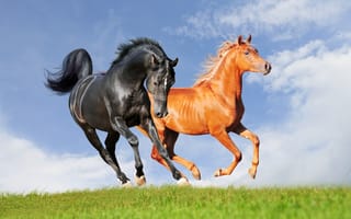 Обои лошади, животные, кони