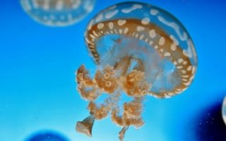 Обои вода, подводный мир, медуза, синий