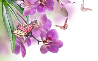 Картинка цветы, бабочки, орхидеи