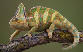 Картинка хамелеон, chameleon