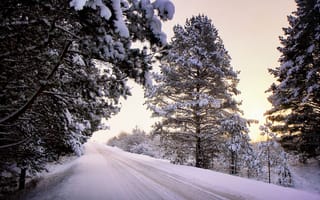 Обои деревья, снег, Зима, дорога