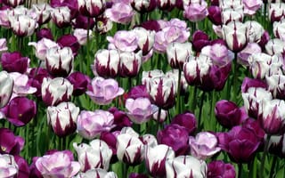 Картинка цветы, фиолет, белый, тюльпаны