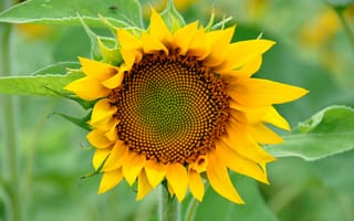 Картинка цветок, sunflower, flora, подсолнух, flower, флора