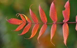 Картинка осень, macro, листья, autumn, branch, leaves, макро, ветка