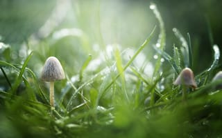 Картинка макро, грибы, роса, трава, капли, зеленый