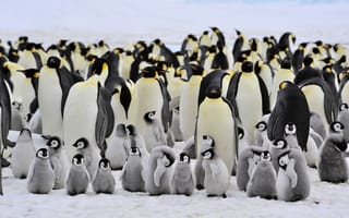 Обои пингвины, семейство, большие, маленькие
