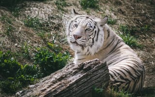 Картинка хищник, дикая кошка, отдых, белый тигр, тигр, морда
