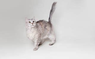 Картинка кот, серый, кошка, мейн кун, mainecoon