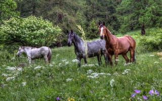 Картинка лошади, кони, лес, лужайка, трава, цветы
