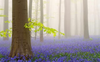 Картинка природа, цветы, туман, кавер, Весна, лес, деревья, утро
