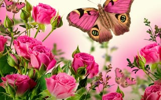 Картинка цветы, бабочки, розы, красота