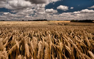 Картинка природа, украина, пшеница, облака, небо
