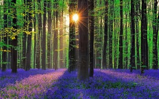 Картинка природа, свет, цветов, солнце, Весна, кавер, красиво, колокольчики, фиолет, лес, деревья
