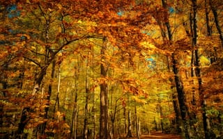 Картинка лес, осень, оранжевая, желтая, листва
