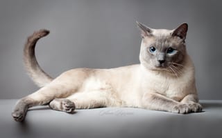 Картинка кот, тайская кошка, тайский кот, глаза, серый, кошка