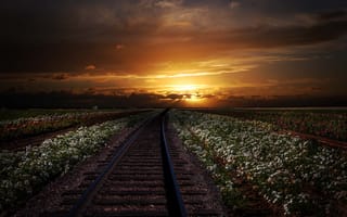 Картинка закат, даль, поля, железная дорога, рельсы, цветы