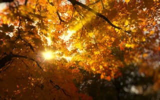 Картинка природа, осень, листва, свет, листья, лучи, деревья, желтые, ветки, солнце